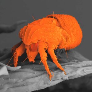 Ácaro del polvo visto al microscopio